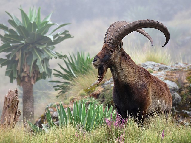 シミエン国立公園のすべて｜世界遺産登録の理由から危機遺産脱却の歴史、固有種を徹底解説
