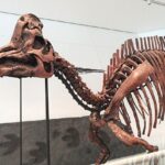 なぜ世界遺産？恐竜州立公園の5つの価値｜化石の宝庫と呼ばれる本当の理由を徹底解説